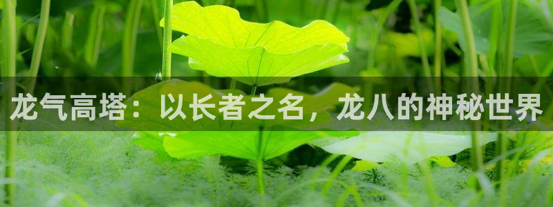 500彩票网2登录地址：龙气高塔：以长者之名，龙八的神秘世界